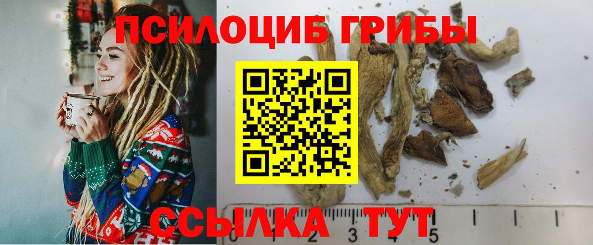 Галлюциногенные грибы Psilocybe  Апатиты 